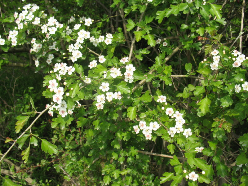 Carataegus monogyna / biancospino