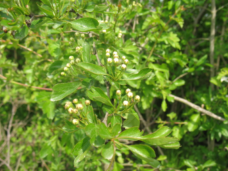 Carataegus monogyna / biancospino