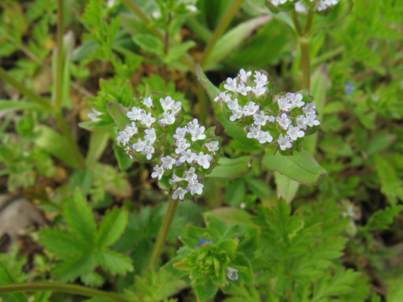 Micropianta (Valerianella sp.)