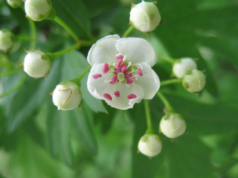 Carataegus monogyna / biancospino