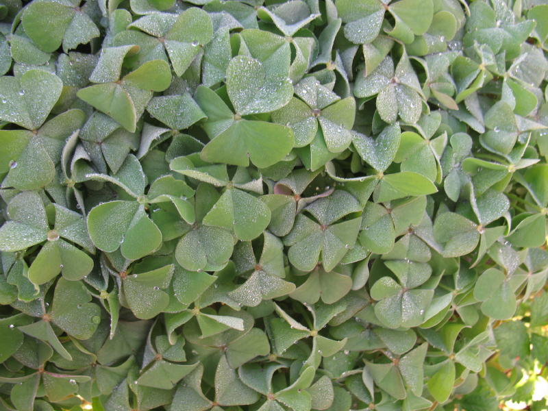 Cuscino - Oxalis sp.