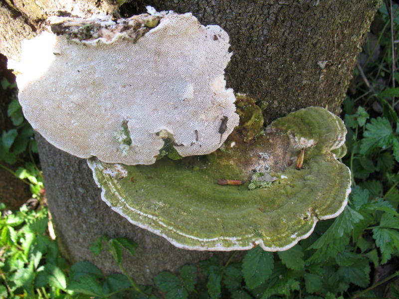 Trametes (Trametes gibbosa)