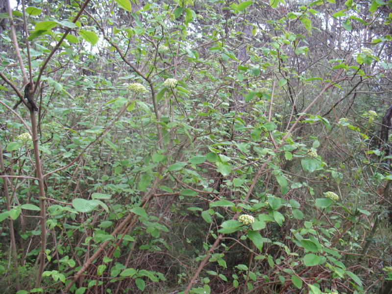 Viburnum lantana