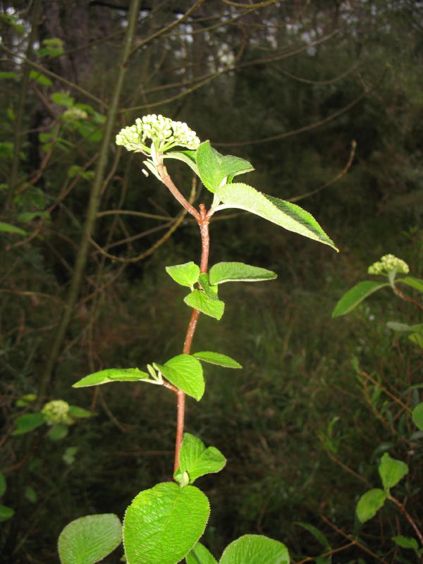 Viburnum lantana