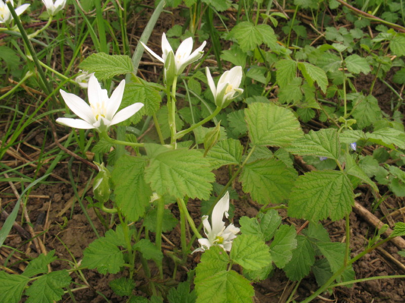 Ornithoghalum umbellatum?