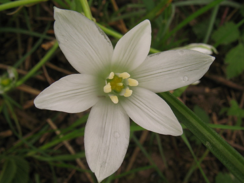 Ornithoghalum umbellatum?