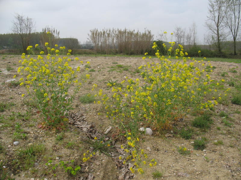 Pianta campestre - Brassica sp.