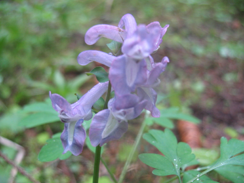 Pianta erbacea 1 (Corydalis cava)