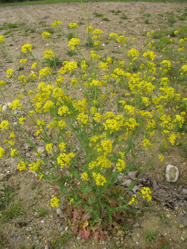 Pianta campestre - Brassica sp.