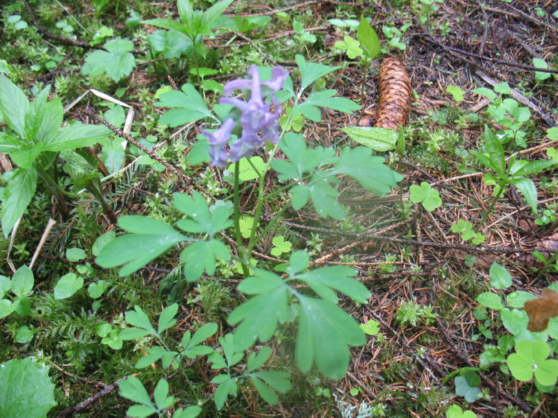 Pianta erbacea 1 (Corydalis cava)