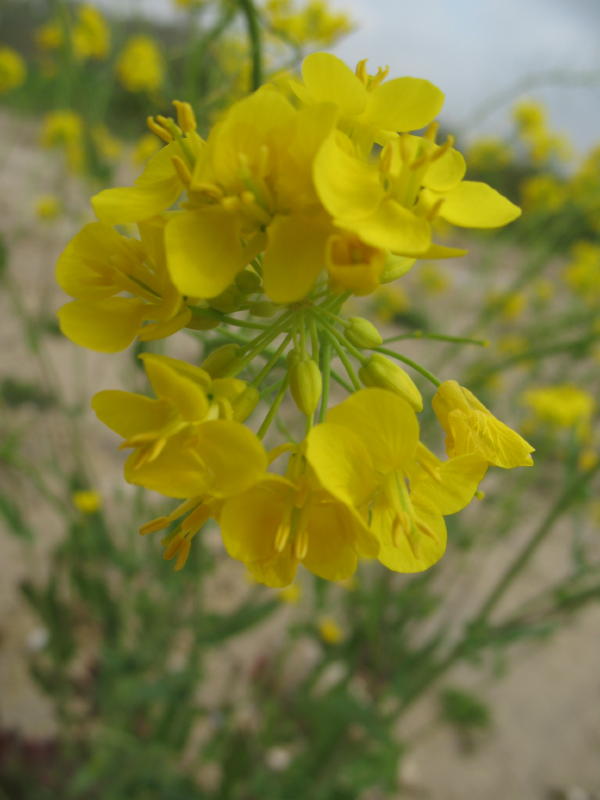 Pianta campestre - Brassica sp.