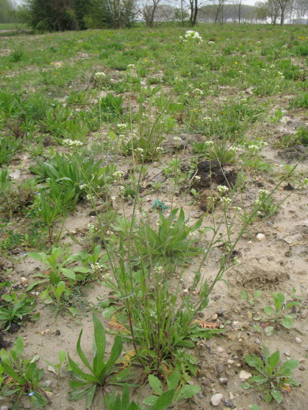 Pianta campestre  -  Capsella bursa-pastoris