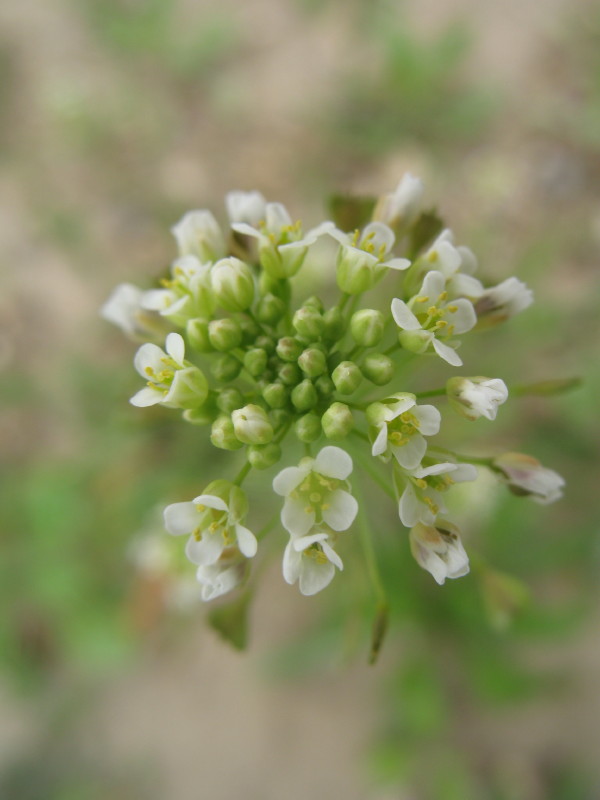 Pianta campestre  -  Capsella bursa-pastoris