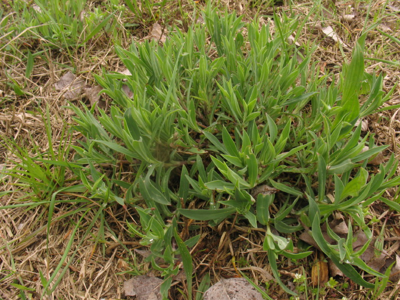 Silene vulgaris s.l.
