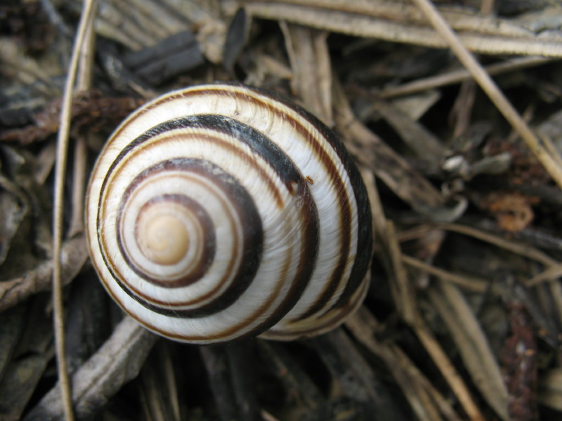 Cepaea (Cepaea) vindobonensis (Frussac, 1821) - (PN)