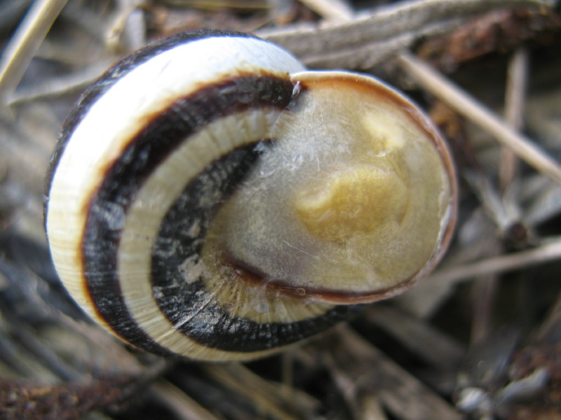 Cepaea (Cepaea) vindobonensis (Frussac, 1821) - (PN)