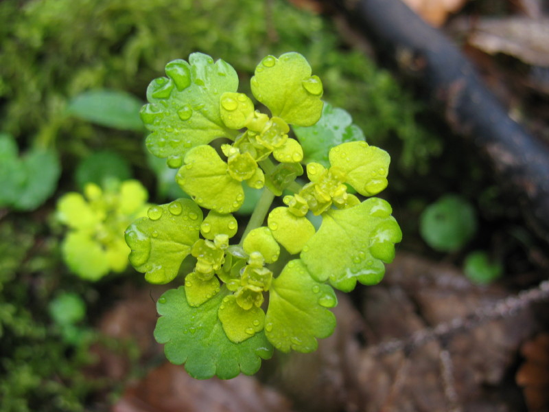 Chrysosplenium alternifolium / Erba-milza comune