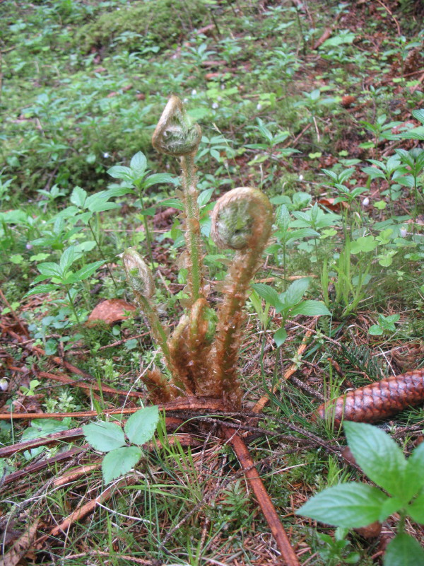 Cfr. Polystichum sp. dal Friuli