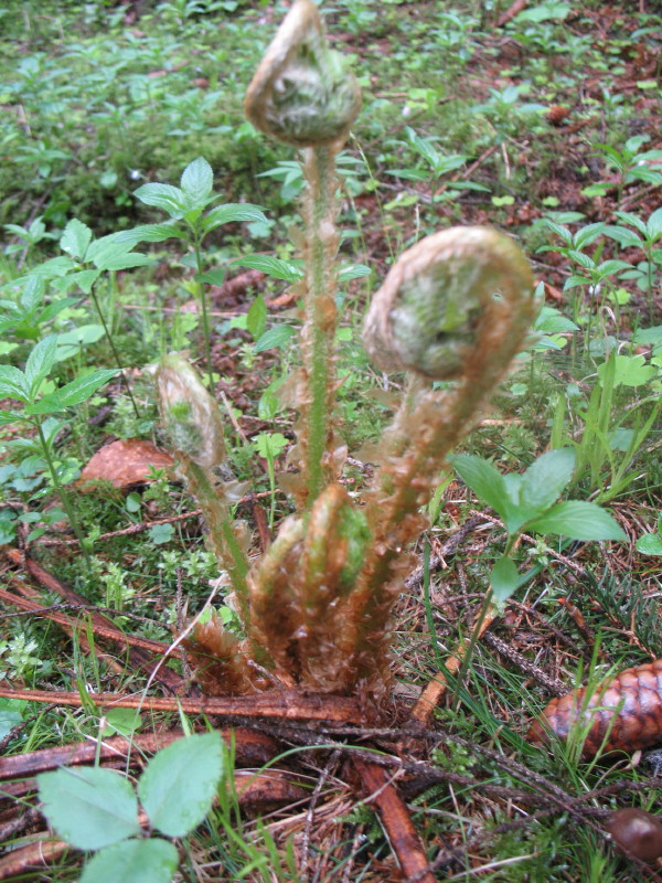 Cfr. Polystichum sp. dal Friuli