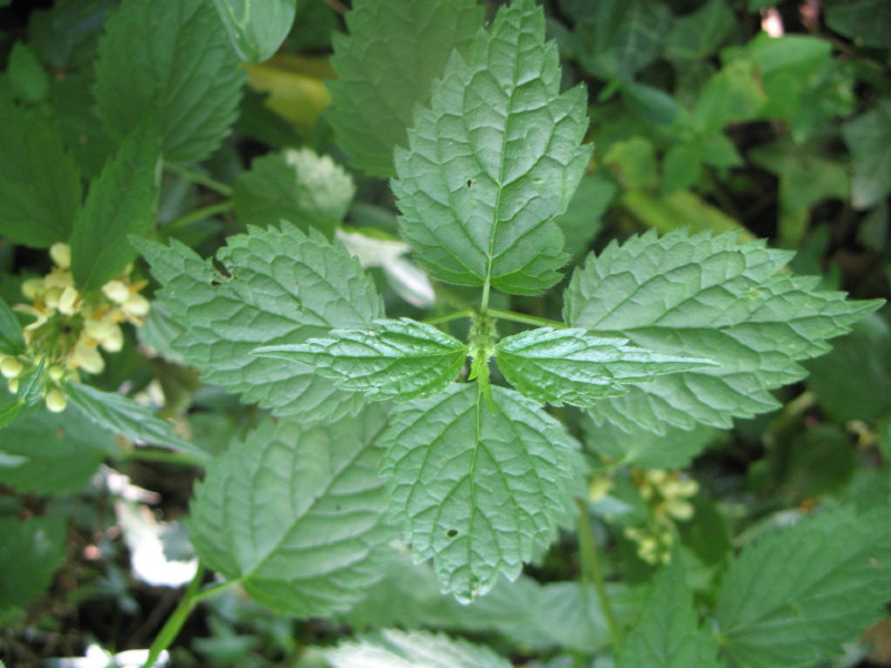 Lamium galeobdolon / Ortica morta gialla.
