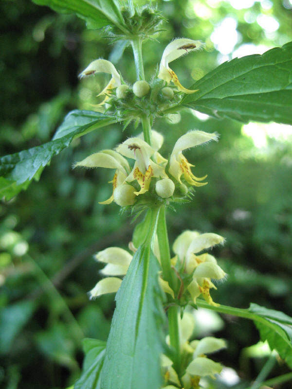 Lamium galeobdolon / Ortica morta gialla.