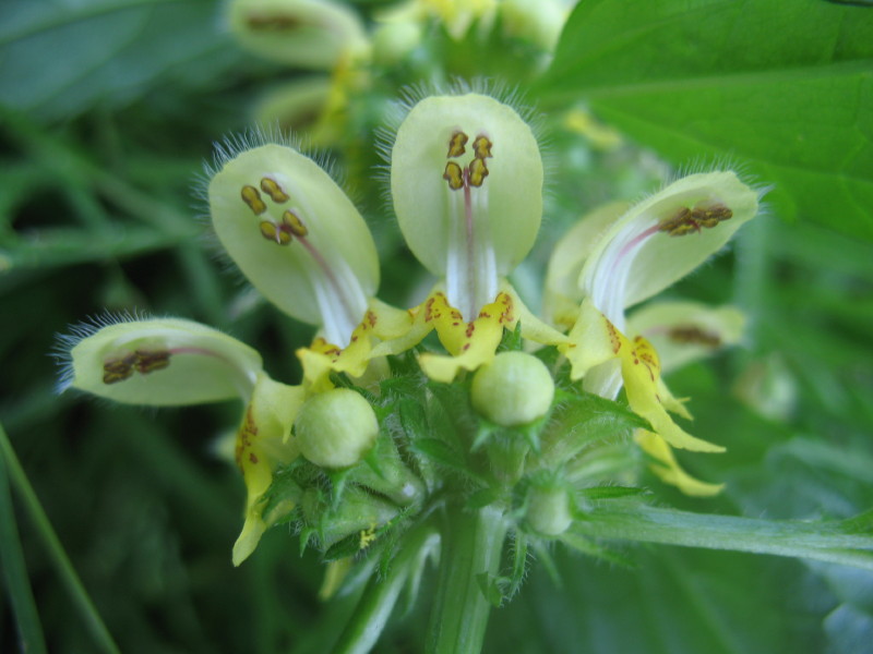 Lamium galeobdolon / Ortica morta gialla.