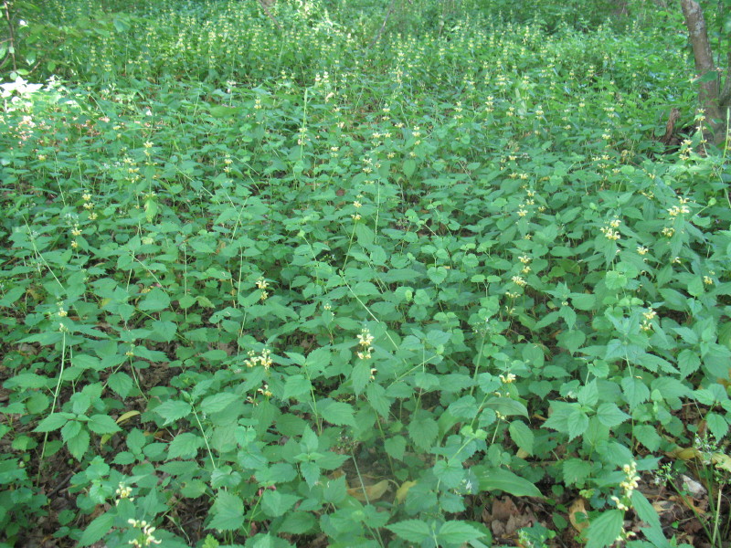 Lamium galeobdolon / Ortica morta gialla.