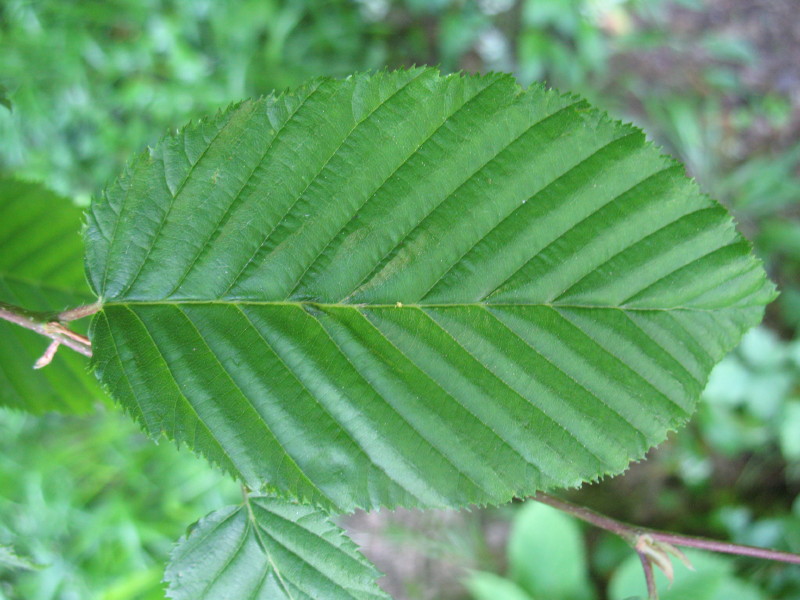 Carpino nero