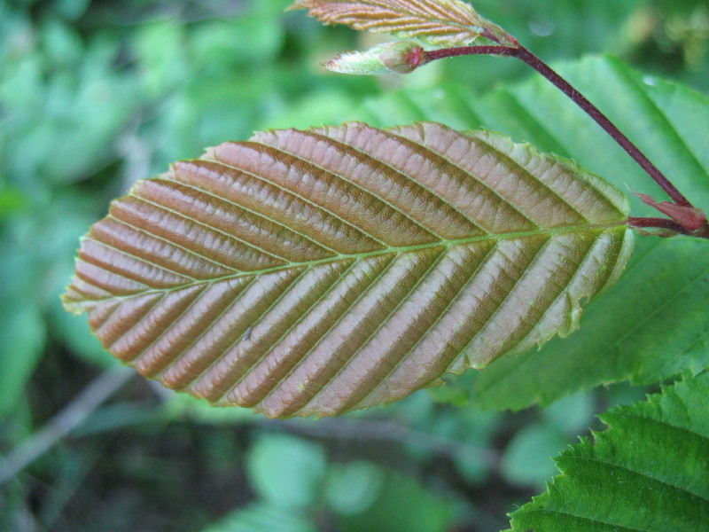 Carpino nero