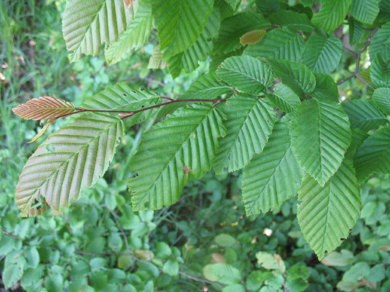 Carpino nero