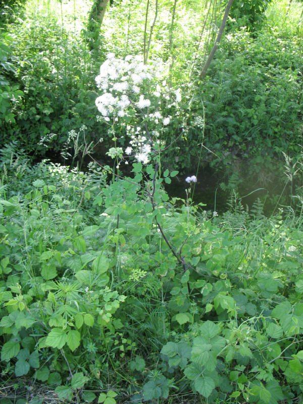 Thalictrum aquilegifolium