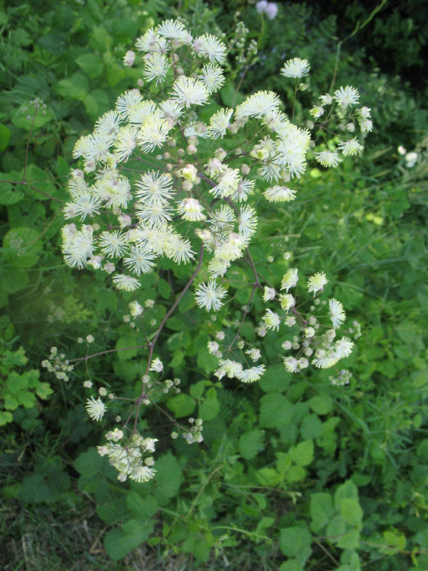 Thalictrum aquilegifolium