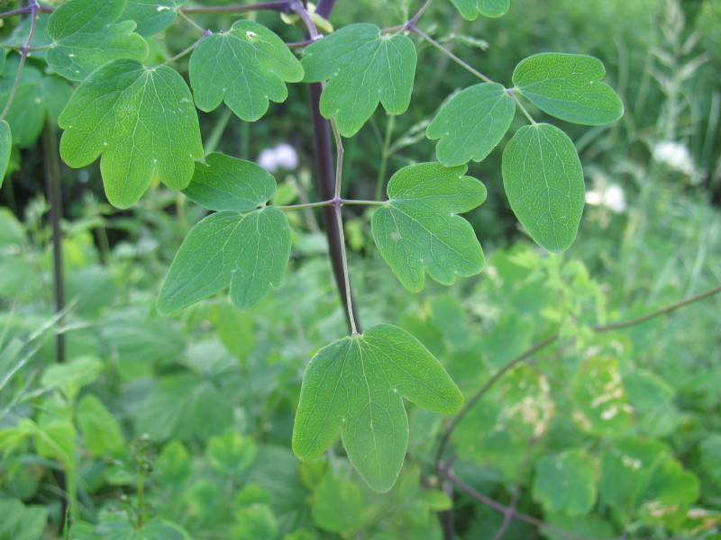 Thalictrum aquilegifolium