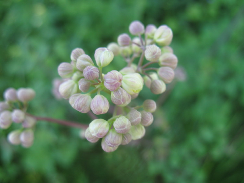 Thalictrum aquilegifolium