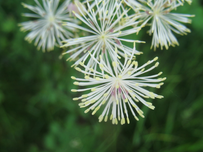Thalictrum aquilegifolium