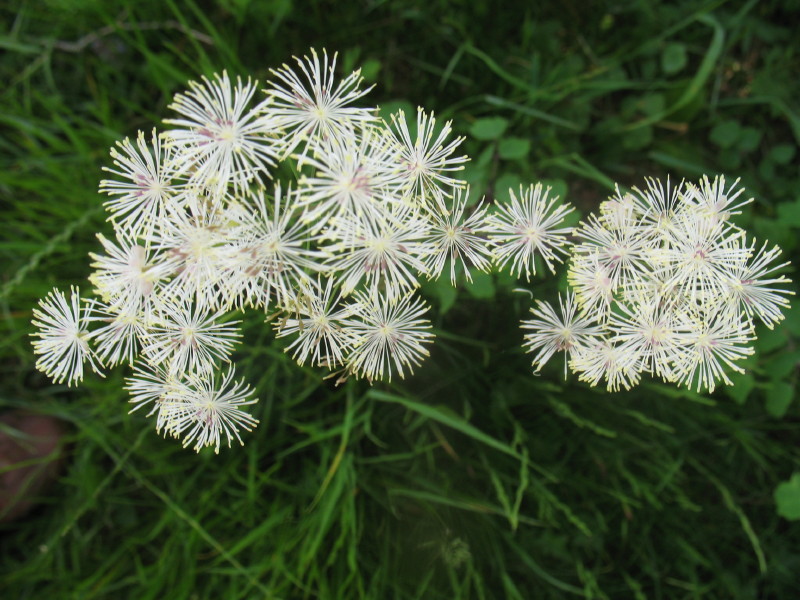 Thalictrum aquilegifolium