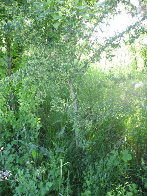 Euonymus europaeus / Fusaria comune, Berretto da prete