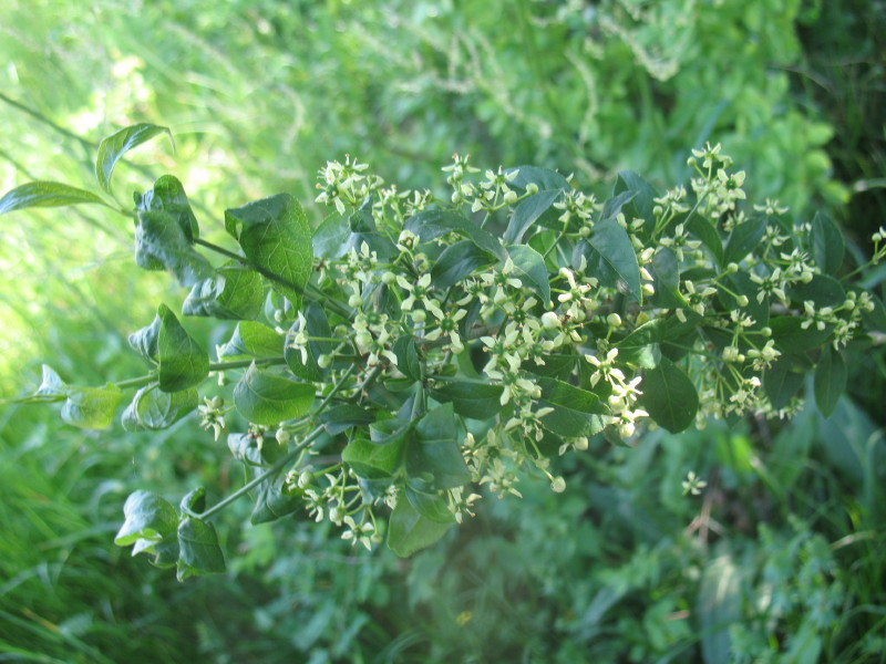 Euonymus europaeus / Fusaria comune, Berretto da prete