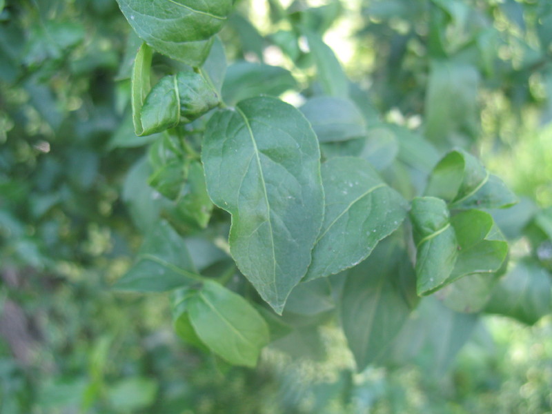 Euonymus europaeus / Fusaria comune, Berretto da prete