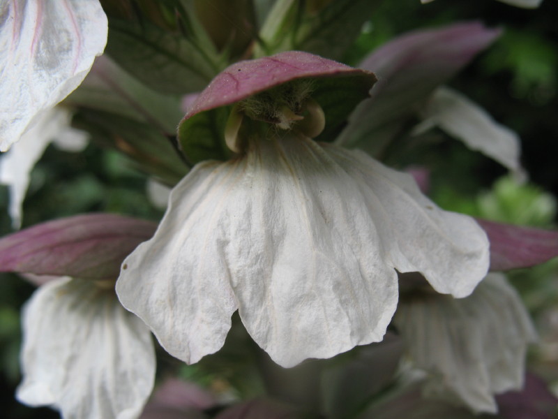 Acanthus mollis / Acanto comune, Branca orsina, Brancalupo