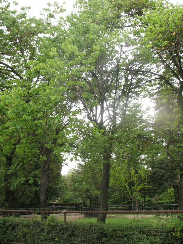 Cercis siliquastrum / Albero di Giuda