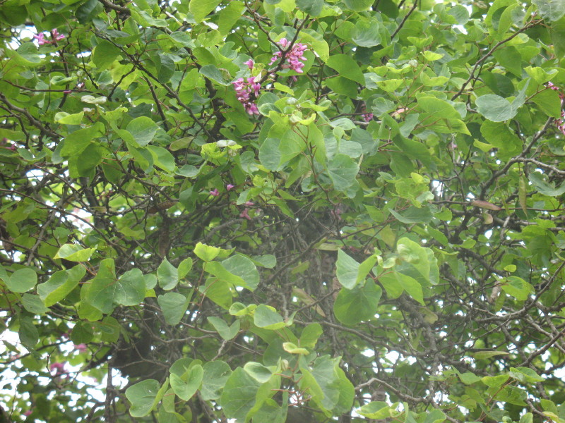 Cercis siliquastrum / Albero di Giuda