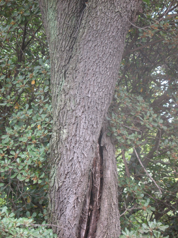 Cercis siliquastrum / Albero di Giuda