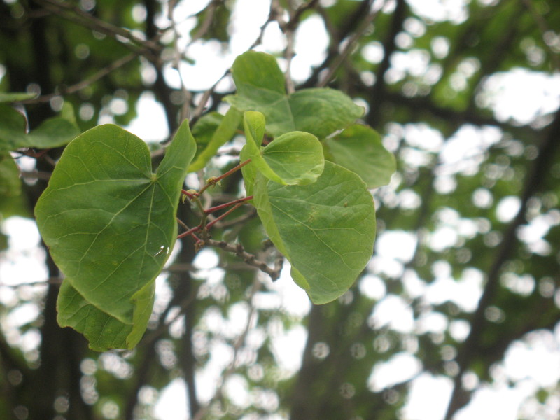 Cercis siliquastrum / Albero di Giuda