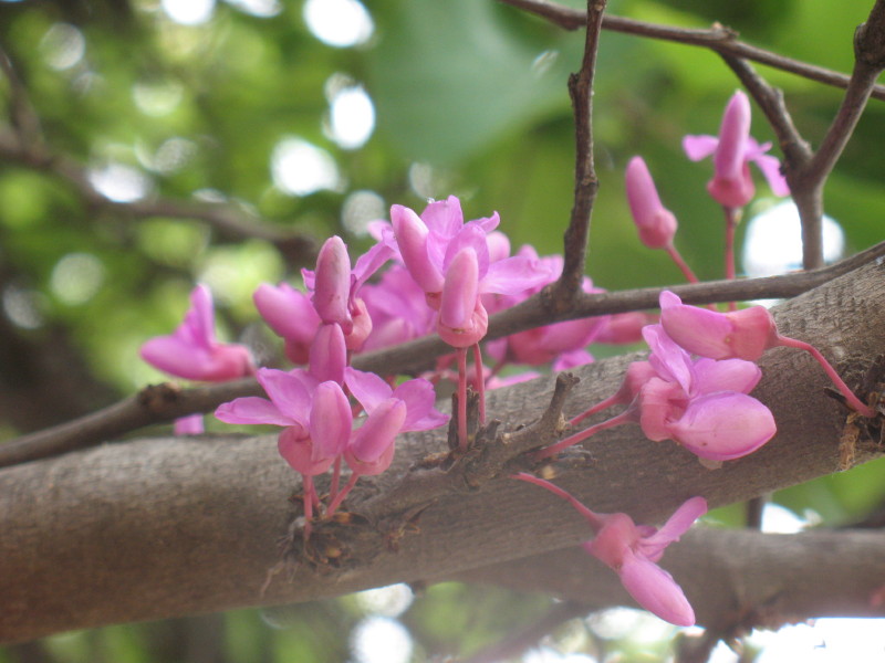 Cercis siliquastrum / Albero di Giuda