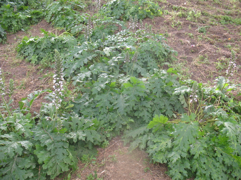 Acanthus mollis / Acanto comune, Branca orsina, Brancalupo