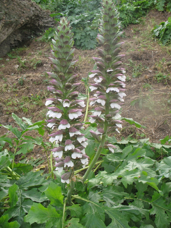 Acanthus mollis / Acanto comune, Branca orsina, Brancalupo