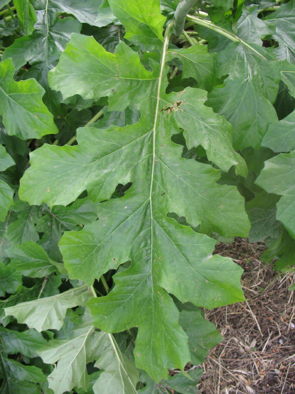 Acanthus mollis / Acanto comune, Branca orsina, Brancalupo