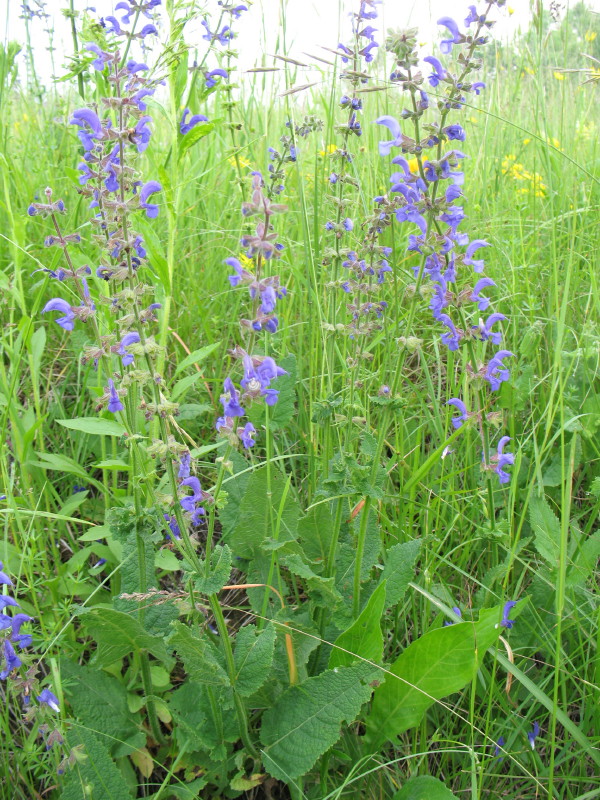 Salvia pratensis