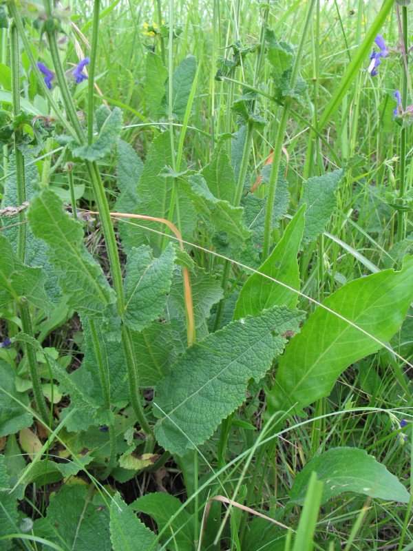 Salvia pratensis